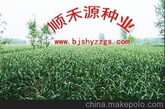 供應(yīng)順禾源種業(yè)大蒜種子專業(yè)青蒜苗種子圖片