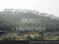 沉香成材大树