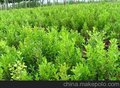 供应瓜子黄杨-速生白蜡