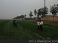 供应石家庄栾城草坪基地出售优质草坪