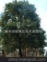 大量出售朴树 各种规格的朴树 低价（图）