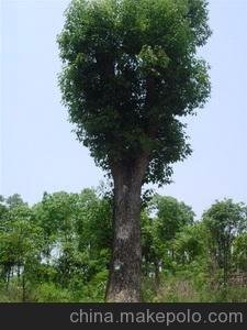 香樟樹(shù)供應(yīng)多桿香樟樹(shù)湖南香樟香樟價(jià)格圖片