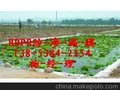供应河南莲菜种植专用膜++鱼塘防水布厚度