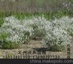 供应珍珠绣线菊、金山绣线菊、金焰绣线菊