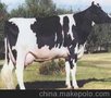 供应黑白花奶牛 养牛实用技术