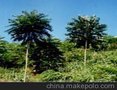 供应千头椿，山东千头椿价格，千头椿小苗，千头椿树苗，千头椿介绍