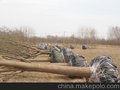 国槐 河北国槐 沧州国槐 白蜡 合欢 椿树 法桐