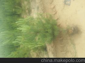 陕西榆林出售7厘米8 9公分12公分以上一米旱柳馒头柳新疆杨