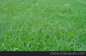 草坪 草種子 中華結(jié)縷草圖片