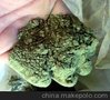 长期供应优质海青菜粉，货量充足