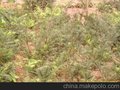 出售香榧苗 香榧树 香榧技术 民生香榧种植专业合作社
