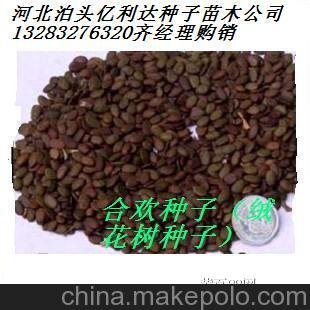 供應產(chǎn)地絨花樹(shù)種子質(zhì)優(yōu)價(jià)廉圖片