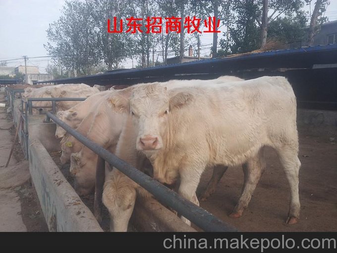 遼寧丹東供應(yīng)西門塔爾牛育肥牛肉牛圖片