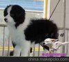 广东大粤狗场  供应边牧幼犬