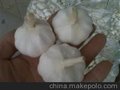 供应黑蒜优质黑蒜2014