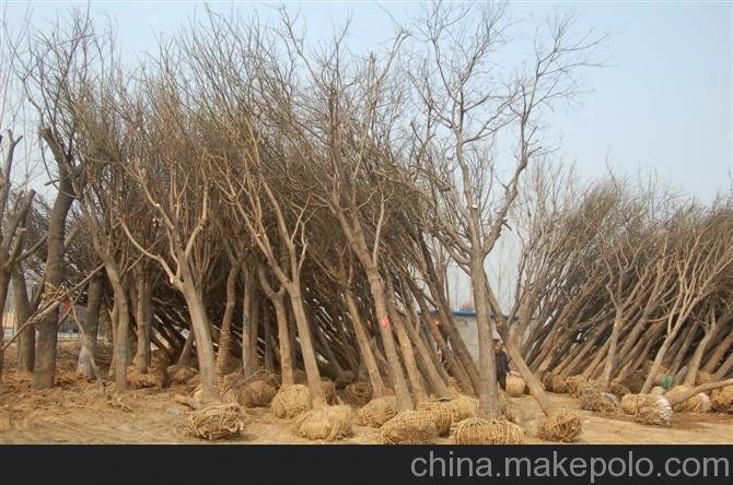 棗樹榆樹 國(guó)槐樹苗國(guó)槐價(jià)格國(guó)槐網(wǎng)造型國(guó)槐大徑合歡圖片