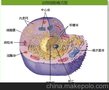 供应德方细胞模型生物模型八大生物模型