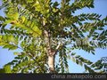 银禾苗圃直销榉树 各种榉树树苗（图）