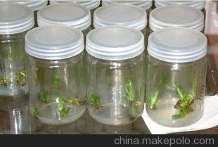 供應(yīng)玻璃菌瓶、水培玻璃瓶、玻璃瓶批發(fā) 種植瓶 花卉組培瓶圖片