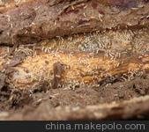 成都錦江區滅鼠公司、專(zhuān)業(yè)滅白蟻公司圖片