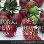 供应台湾黑番茄种子