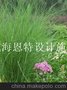 供应细叶芒
