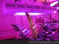 供应其他LED植物生长灯YCTVD200WF1