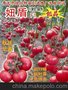 绿兴-抗TY病毒番茄种子
