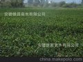 德昌苗木供应舒茶早茶叶苗