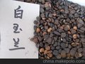 供应白玉兰种子