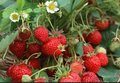 供应Strawbeery草莓