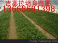 供应吉塞拉占木，吉塞拉占木苗，吉塞拉5号，吉塞拉6号