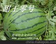 供应格瑞特 甜王零号 西瓜种子