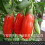 供应杞妃御品 枸杞鲜果