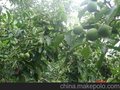  优选新天地 核桃苗  山东核桃油