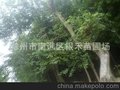 常年供应绿化树苗 朴树 优质朴树（图）