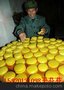 供应广州旭众60-II型月饼自动包馅机糯米糍耙机价格