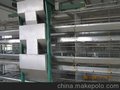 全自动化鸡笼，蛋鸡笼兼育雏笼，厂家直销