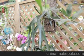 花卉 盆栽 植物 绿色植物 家居 办公室选 低价促销