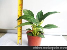 批发迷你小盆栽花卉办公室内外桌面绿植养眼观叶植物（A90）金钻