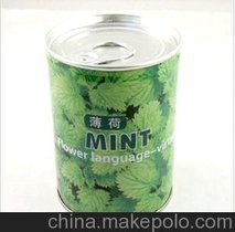 绿植盆栽花卉 易拉罐花卉种子 新品铁罐花 室内 办公室迷你植物